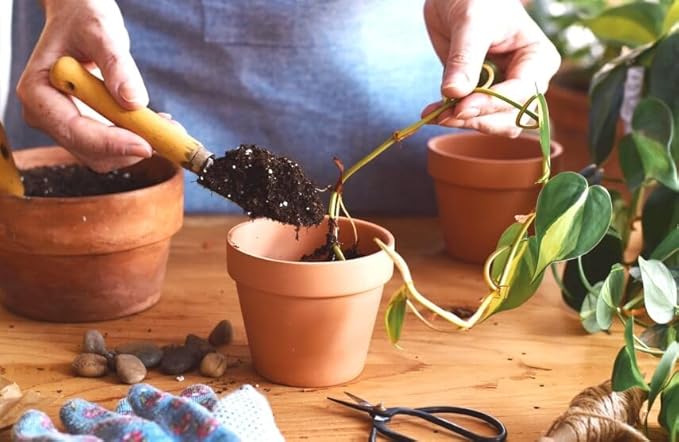 Premium Epipremnum Plant Potting Mix - Crafted for Lush Growth and Vibrant Foliage - 1 Quart