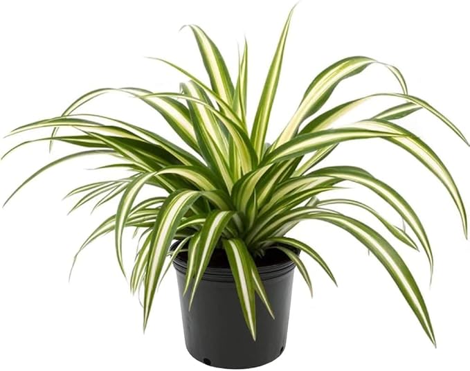 Premium Spider Plant Potting Soil Mix - (3 Quart Bag)