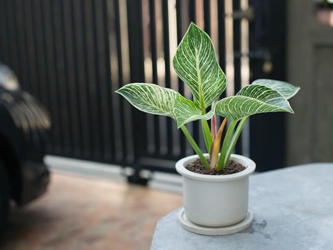 Philodendron Soil - Ideal Formula for Healthy and Lush Philodendron Growth - 3 QUARTS