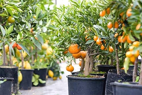 Citrus Tree Potting Soil Mix, Special Blend for Indoor Oranges, Lemons, Limes and More - (2 Quart Bag)