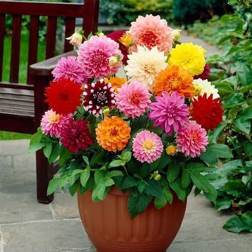 Premium Dahlia Potting Soil Mix - Ideal for Growing Vibrant and Healthy Dahlias - 3 Quart
