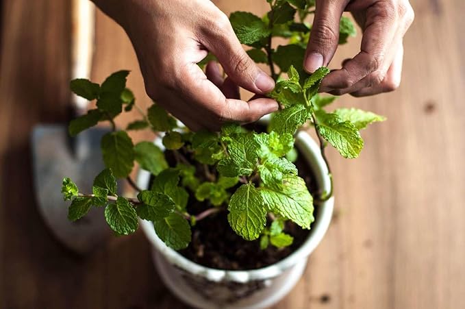 Nourish Your Spearmint with Gardenera's Organic Potting Mix - Tailored for Vibrant Spearmint Plants and Aromatic Leaves - 2 Quart
