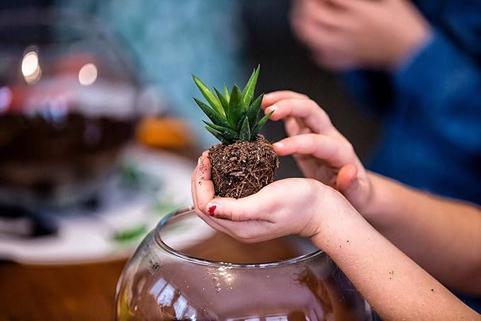 Costa Farms Mini Succulents (3-Pack), Assorted Live Indoor Succulent Plants in Cute Decor Planters, Grower's Choice Easy Care Houseplants, Tabletop, Office, Desk, or Room Decor, 2-Inches Tall, ceramic