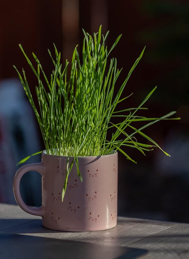 Cat Grass Refill Kit, Includes Seeds and Peat Soil Pellets, 3 Pack, Certified Organic (3 Seed Packs)