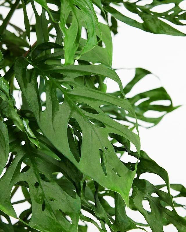 Monstera Adansonii Advanced Potting Blend: Boost Aeration, Drainage & Nutrient Absorption - 4 Quart