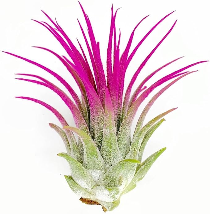 Ionantha Guatemala Tillandsia Air Plant, Guatemala Tillandsia Live Airplant, Healthy Arrival Guaranteed, Great Indoor Plant, Home Decor & Gift (Pink)