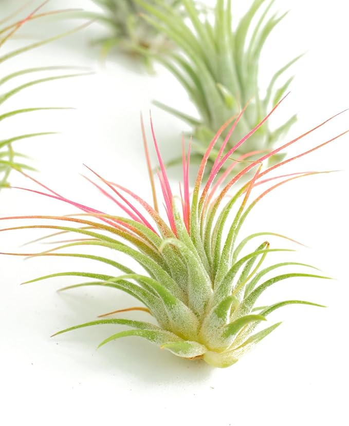 Shop Succulents Ionantha Tillandsia Air Plants, Assorted Mini Live Indoor Plant Bundle for Home Decor & Gifts, Low Maintenance, Natural Air Purifier, Hanging Plants, Favors,Terrarium Plants, Pack of 6