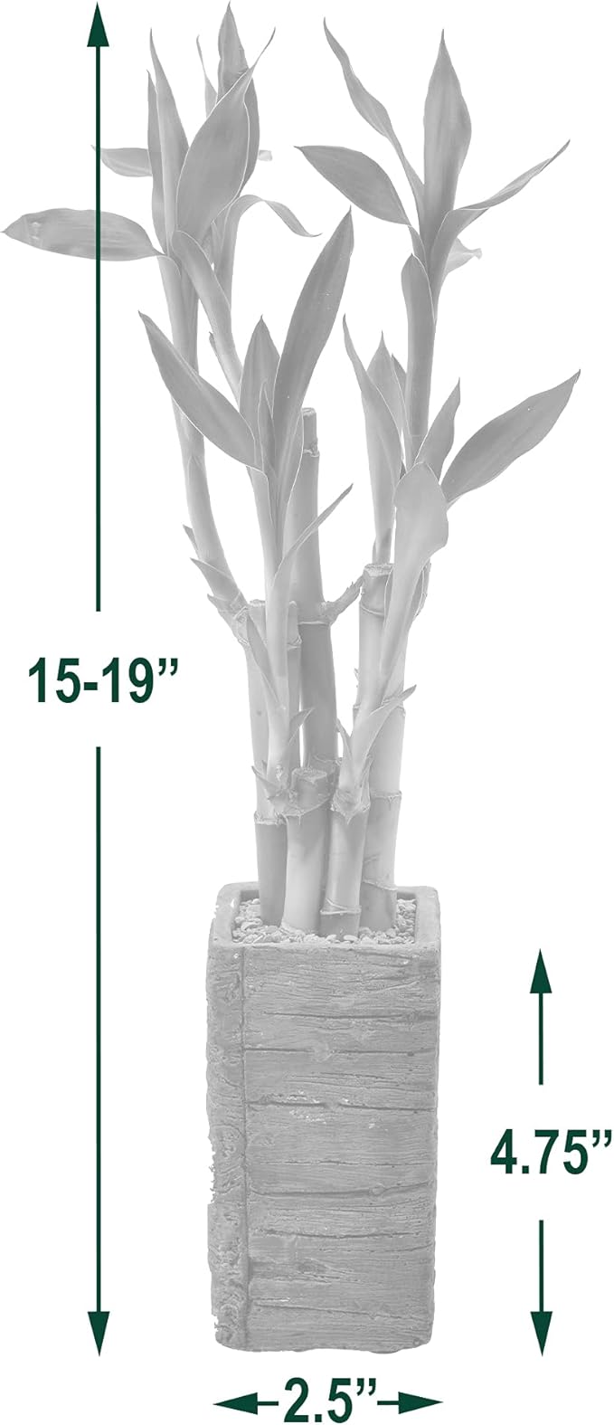 Arcadia Garden Products LV24 5-Stem Lucky Bamboo, Live Indoor Plant in Aged Wood Planter for Home, Work, or Gift, Medium ***Cannot Ship to Hawaii***