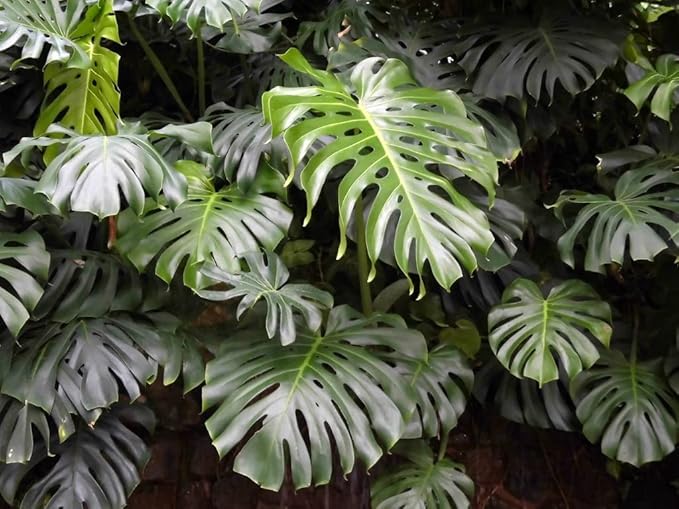 Monstera Borsigiana Soil Mix - Expertly Formulated for Strong Root Development - 2 Quart