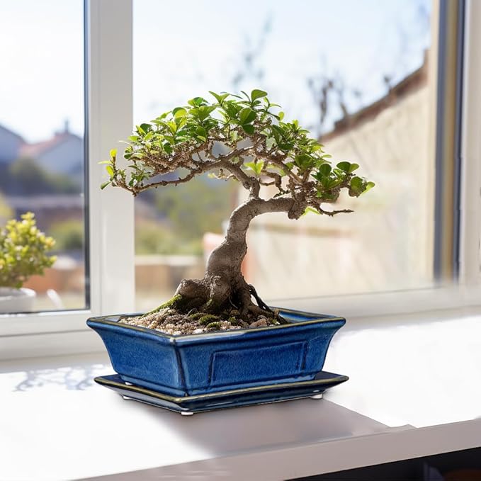 Bonsai Pots Small Shallow Succulent Planters for Live Bonsai Trees Set of 2, 7.5" Ceramic Pot for Succulents Indoor with Drainage Hole and Saucer, Outdoor Cactus Plant Bonsai Pot