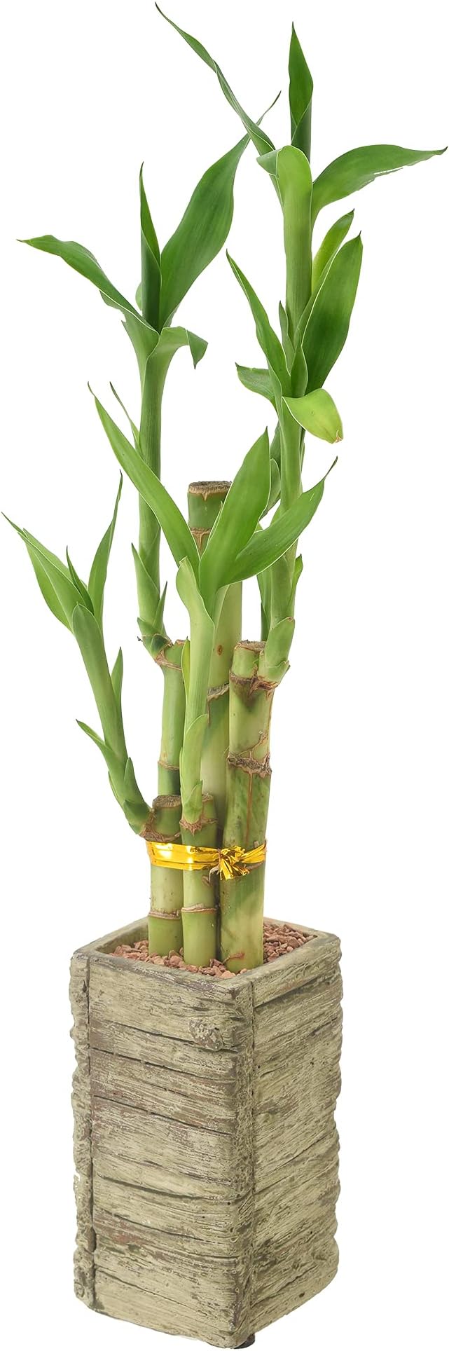 Arcadia Garden Products LV24 5-Stem Lucky Bamboo, Live Indoor Plant in Aged Wood Planter for Home, Work, or Gift, Medium ***Cannot Ship to Hawaii***