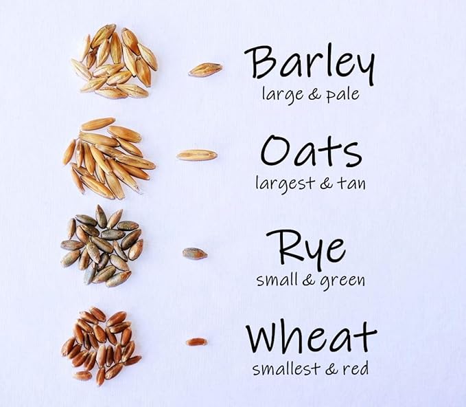 Simple Cat Grass Blend | 100% US Organic + 4 Popular Seeds | Wheat, Barley, Oats, Rye Mix Combo | Show Your Love with a Healthy Pet Snack Treat (6 Ounce ~4800 Seeds)