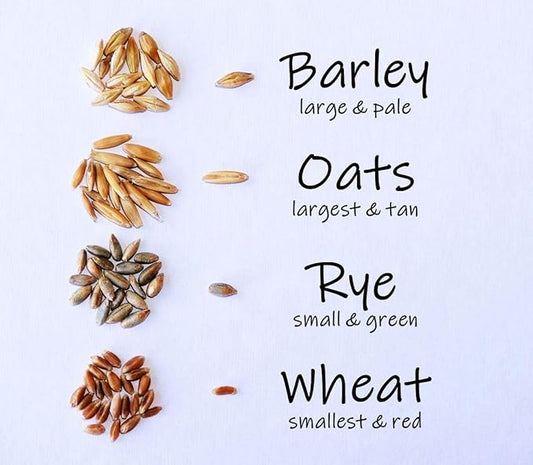 Simple Cat Grass Blend | 100% US Organic + 4 Popular Seeds | Wheat, Barley, Oats, Rye Mix Combo | Show Your Love with a Healthy Pet Snack Treat (6 Ounce ~4800 Seeds)