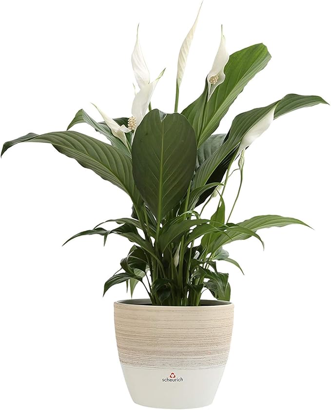 Costa Farms Spathiphyllum Peace Lily Live Indoor Plant in in Premium Scheurich Ceramic Planter, 15-Inch