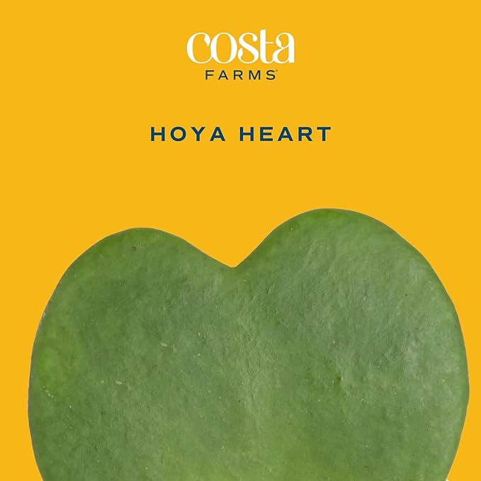 Costa Farms Hoya Heart Live Plant, Succulent-Like Houseplant in Cute Decor Plant Pot, Potting Soil, 5-Inches Tall | Valentines Day Gift | Valentines Day Decoration