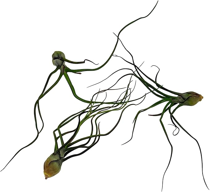 Air Plants - Flowering Tillandsia Bulbosa Guatemala, Large 3-5" - 3ct - Live Arrival Guaranteed - House Plants for Home Decor & Gift