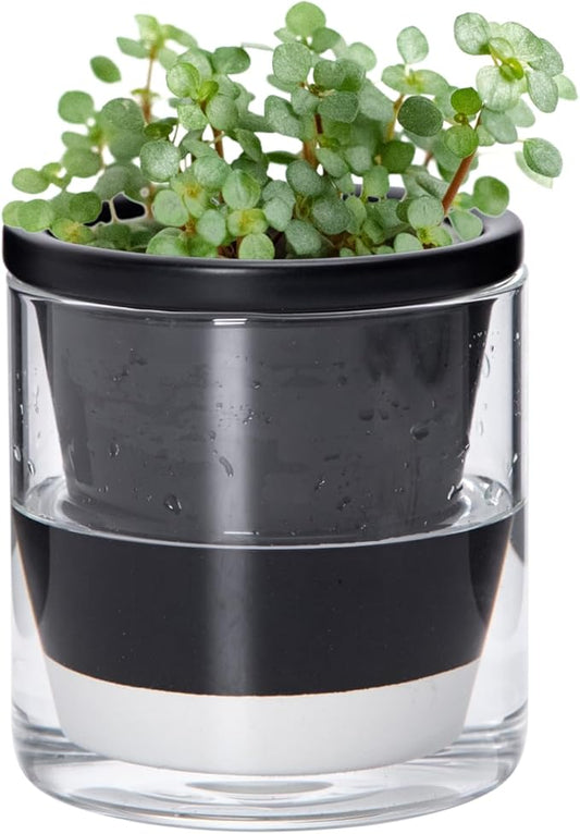 D'vine Dev 4 Inch Design Self Watering Planter for Indoor Plants, Black Terracotta Pot with Cylinder Glass Cup, 37-X-A-3