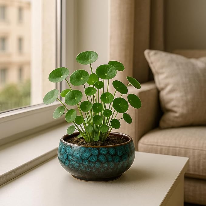 Lotus Bowl Planter, Lotus Bowls for Planting in Water Indoors,6.5-inch Round Succulent Flower Pot with Rotating Bracket, Leak-Proof Design, Suitable for hydroponic Plants, Succulents (Blue)