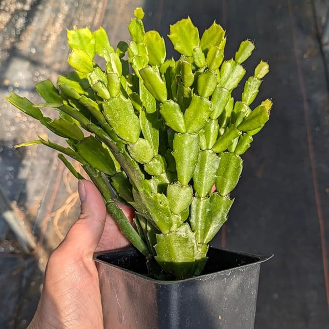 TriStar Plants - Thanksgiving Cactus - 4" inch Pot, Fasle Christmas Cactus, Easter Cactus, Holiday Plant, Winter Flowers, Christmas Plants, Winter Blooms (Cyber Dancer)