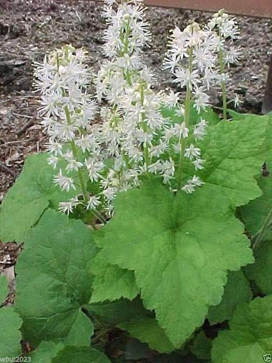 50 Foamflower Seeds (Tiarella Wherryi) Perennial, Shade Loving, Ground Cover Plant