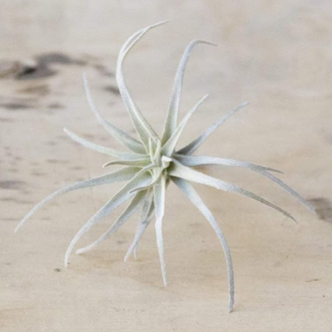 CHIVE Artificial Air Plants — Bulk Set of 5, Medium — Ultra Realistic Fake Tillandsia Bromeliad Plants — Decorative Faux Succulents for Home & Office Decor — No Care Needed!