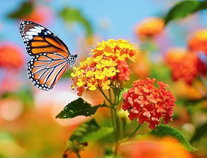 Blood Flower Milkweed Seeds - Food and Host Plant for Monarch Butterflies…