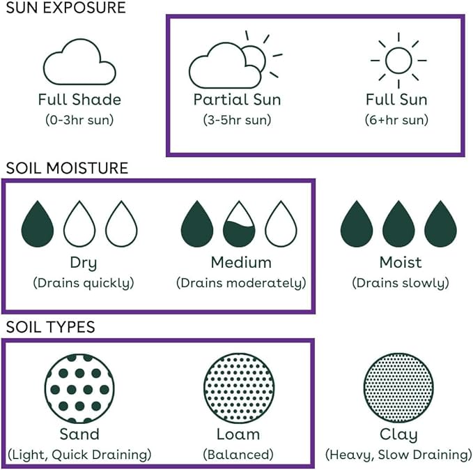 3 Live Butterfly Milkweed Plants (Asclepias tuberosa) Perennial Wildflowers from My Home Park – Individually Potted in 4” Pots – 4–8” Tall on Arrival – Not Seeds – Blooms in Mid-Summer – Zones 4-8