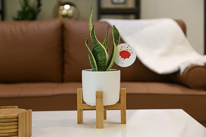 Costa Farms Live Indoor Snake Plant, Easy to Grow Mother in Laws Tongue, Sansevieria Houseplant, in Flower Pot Planter for Room and Home Décor, Housewarming, 8-Inches Tall