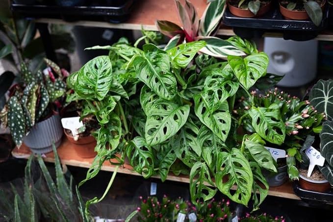 Premium Swiss Cheese Plant Potting Mix - Monstera Deliciosa Blend for Optimal Nutrients and Drainage for Healthy Growth - 1 Quart