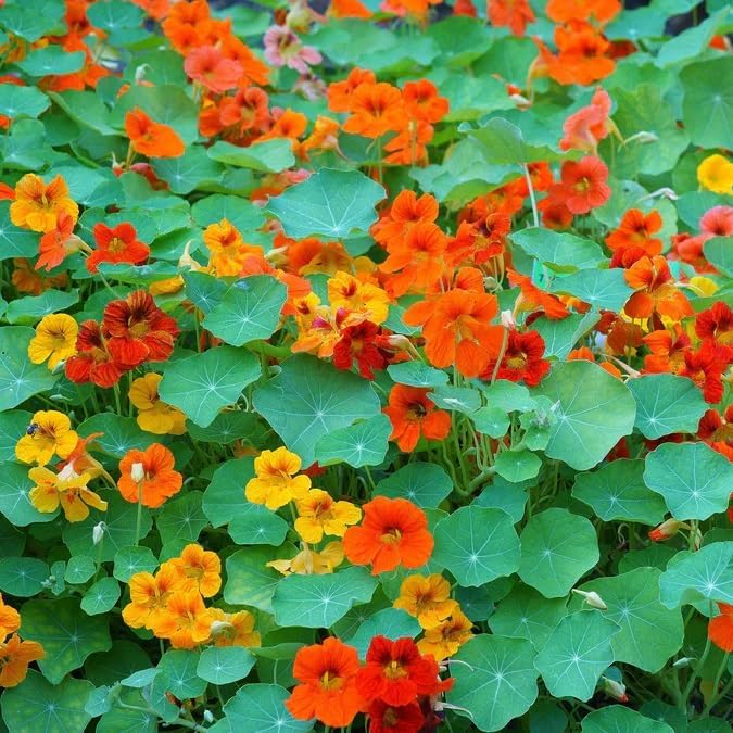 Dirt Goddess Super Seed~ Nasturtium, Tall Trailing Mix Seed~ Tropaeolum majus (10 Lbs)
