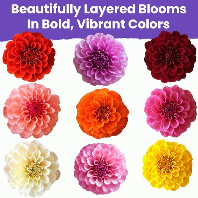NatureZ Edge Zinnia Seeds for 2025 Planting Outdoors, Over 550 Flower Seeds, 4g, Non GMO Made in USA, Bulk Semillas De Flores para Sembrar, Dahlia Mix, Easy to Grow Zinnia Seed Mix