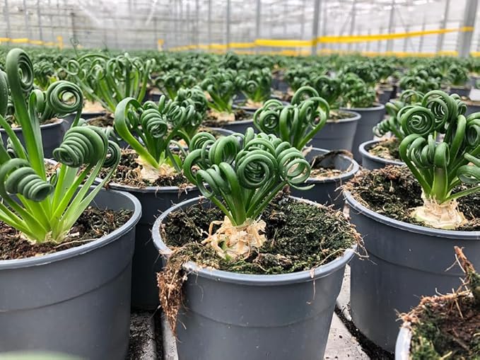 Premium Albuca Spiralis Potting Soil Mix - Perfect Balance of Nutrients, Drainage, and Aeration for Thriving Blooms - 10 Quart