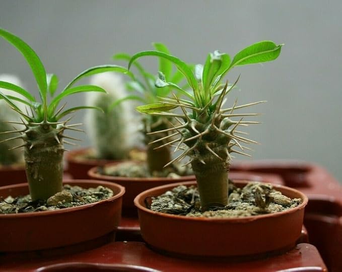 Madagascar Palm Potting Mix - Unlock Robust Growth and Striking Form with Our High-Performance Formula - 20 Quart