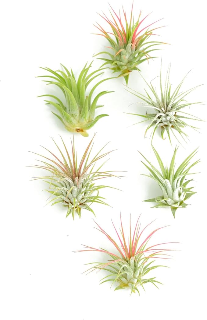 Shop Succulents Ionantha Tillandsia Air Plants, Assorted Mini Live Indoor Plant Bundle for Home Decor & Gifts, Low Maintenance, Natural Air Purifier, Hanging Plants, Favors,Terrarium Plants, Pack of 6