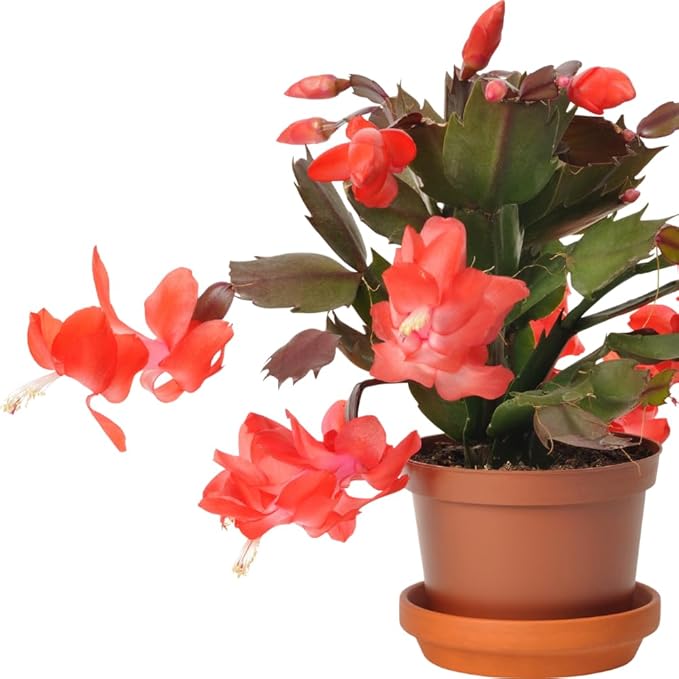 TriStar Plants - Thanksgiving Cactus - 4" inch Pot, Fasle Christmas Cactus, Easter Cactus, Holiday Plant, Winter Flowers, Christmas Plants, Winter Blooms (Orange)