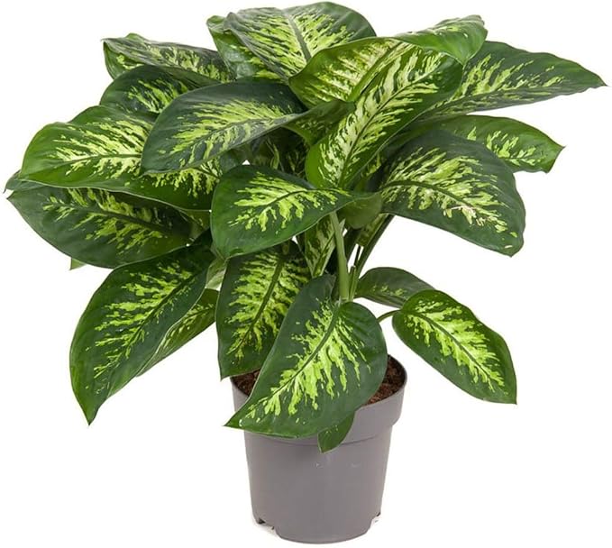 Premium Dumb Cane Potting Soil Mix - Ideal Blend for Growing Robust and Healthy Dumb Cane Plants - 3 Quart