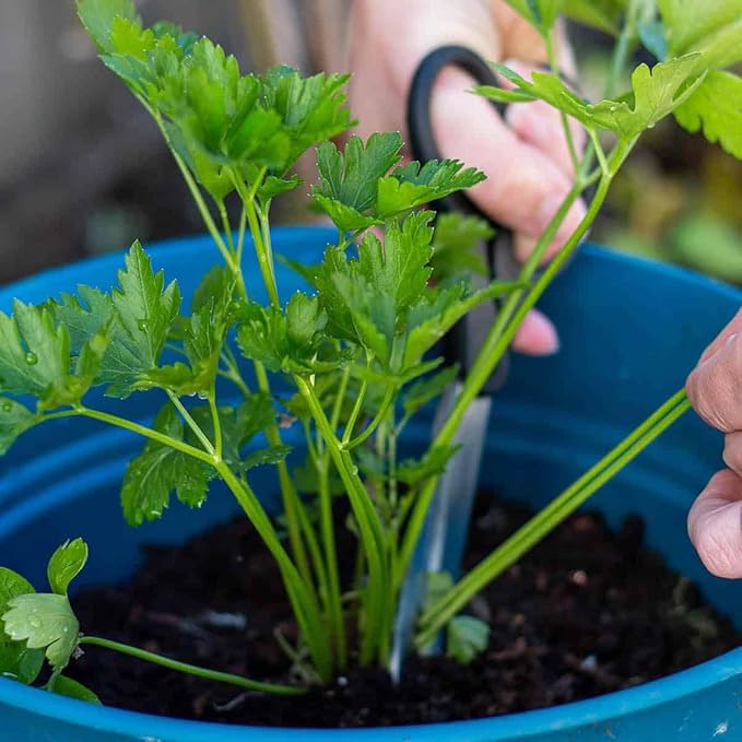 Parsley Plant Potting Soil - All-Natural Blend for Thriving Parsley Plants - Boosts Root Health and Aroma - 10 Quart