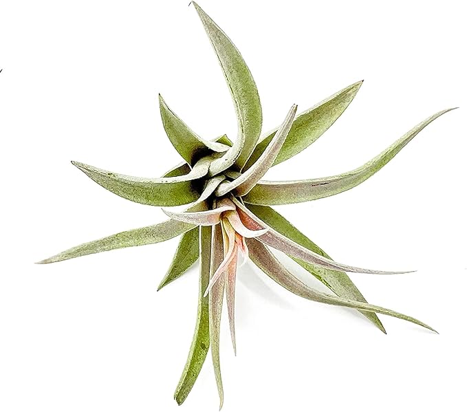 Air Plants - Flowering Tillandsia Harrisii, Large 3-5" - 3ct - Live Arrival Guaranteed - House Plants for Home Decor & Gift