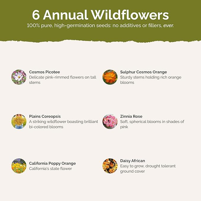 Eden Brothers Orange Sherbet Flower Mixed Seeds for Planting, 1/4 lb, 120,000+ Seeds with Cosmos Picotee, Bright Lights | Attracts Pollinators, Plant in Spring or Fall, Zones 3, 4, 5, 6, 7, 8, 9, 10