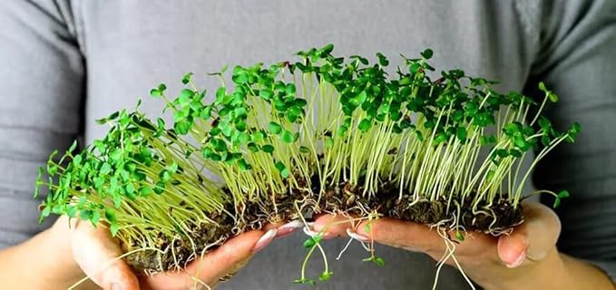 Premium Organic Microgreens Potting Mix: Canadian Peat Moss, Cococoir, Perlite, and More - 3 Quart