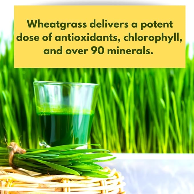 Certified Organic Wheatgrass Seeds – 12,500+ Non-GMO USDA Cat Grass Seeds in Food-Grade Container with Lid for Easy Scooping & Freshness