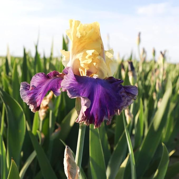 Jurassic Park Reblooming Bearded Iris - Grows Year After Year - Perennial, Fragrant & Great for Cut Floral Arrangements - Easy to Grow Fall Planting Bulbs by Willard & May