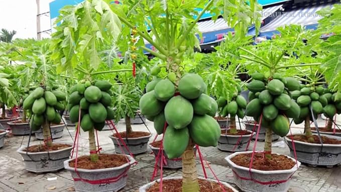 Premium Papaya Plant Potting Mix - Crafted for Thriving Papaya Growth and Abundant Fruits - 1 Quart
