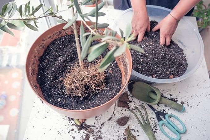 Olive Tree Premium Potting Mix - Create a Mediterranean Paradise in Your Backyard - 4 Quart
