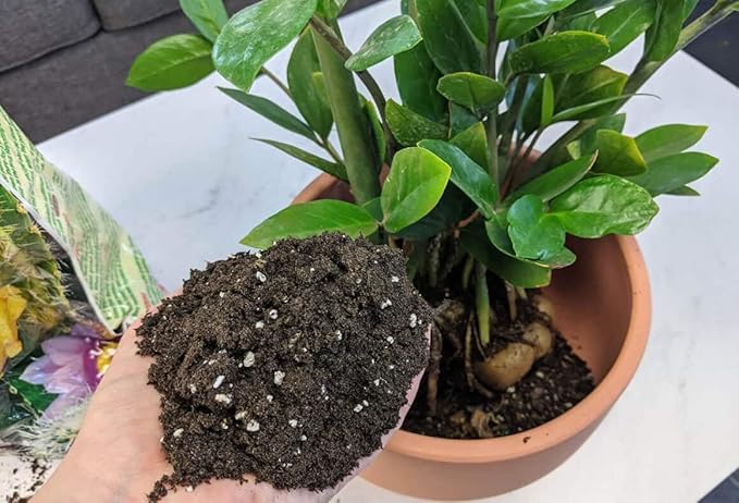Premium ZZ Plant Essential Potting Blend - All-Natural Blend for Thriving Zamioculcas Plants - Boosts Root Health and Distinctive Beauty - 2 QUARTS