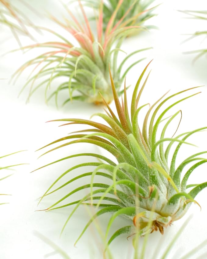 Shop Succulents Ionantha Tillandsia Air Plants, Assorted Mini Live Indoor Plants for Home Decor & Gifts, Low Maintenance, Natural Air Purifier, Hanging Plants, Favors, Terrarium Plants, Pack of 30