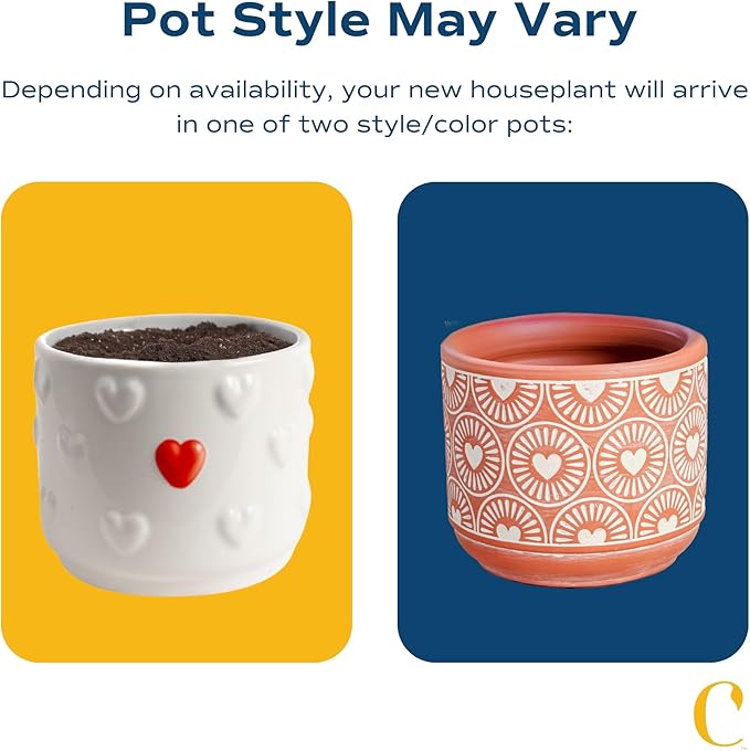 Costa Farms Succulent Plant, Live Jade Plant, Potted in Cute Decor Plant Pot with Potting Soil Mix, Room and Plants Home Decor, Housewarming, Birthday Gift, 6-8 Inches Tall