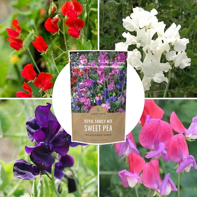 Sweet Pea Seeds Royal Mix - Bulk 1/4 Pound Bag - Over 1,400 Seeds - Large Fragrant Lavender, Purple, Red, Pink and White Blooms