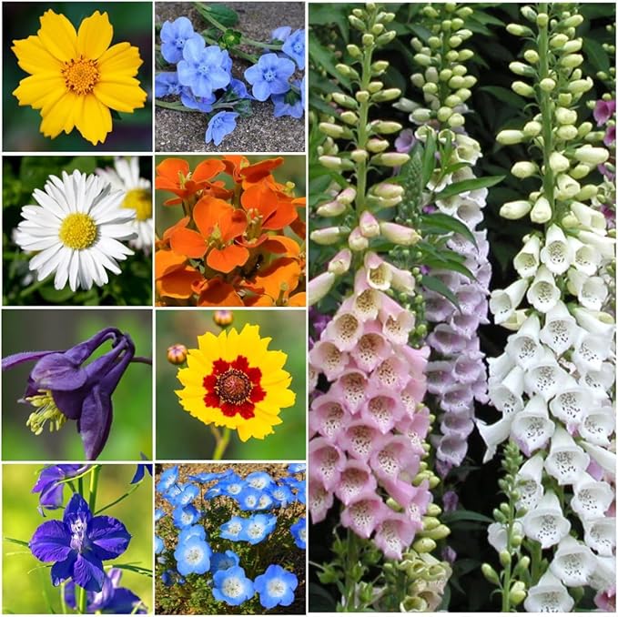 Seed Needs Partial Shade Wildflower Seed Mix for Planting | 2 Packs (1 Ounce Each) 14+ Varieties Open Pollinated Annual & Perennial Species | Flower Seeds Shade Tolerant | Bulk