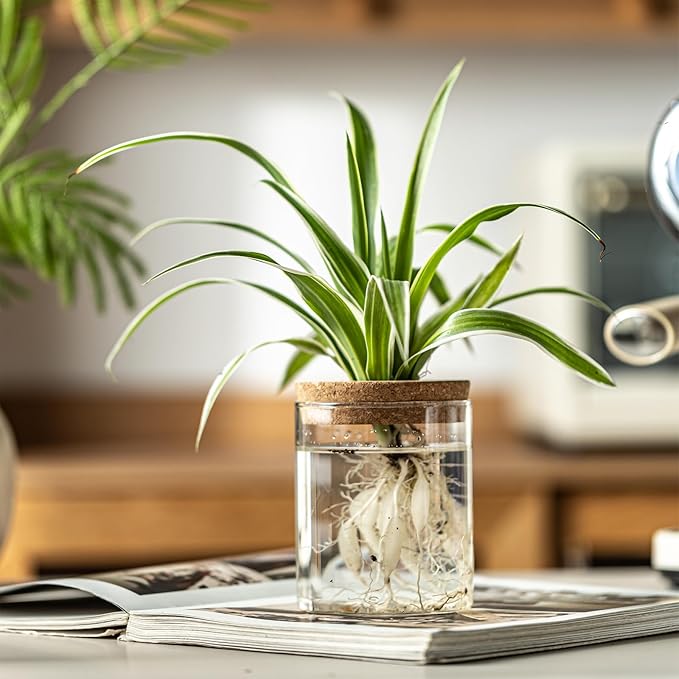 Glass Plant Propagation Stations for Plants – Set of 4(4 Large & 4 Small) Hydroponic Vases for Plant Cuttings,Flower Arrangements, Home & Office Decor–Desktop Vases for Living Room, Bedroom (8)